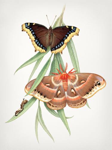 Butterfly Botanical Series, Willow - Limited Edition of 100 thumb