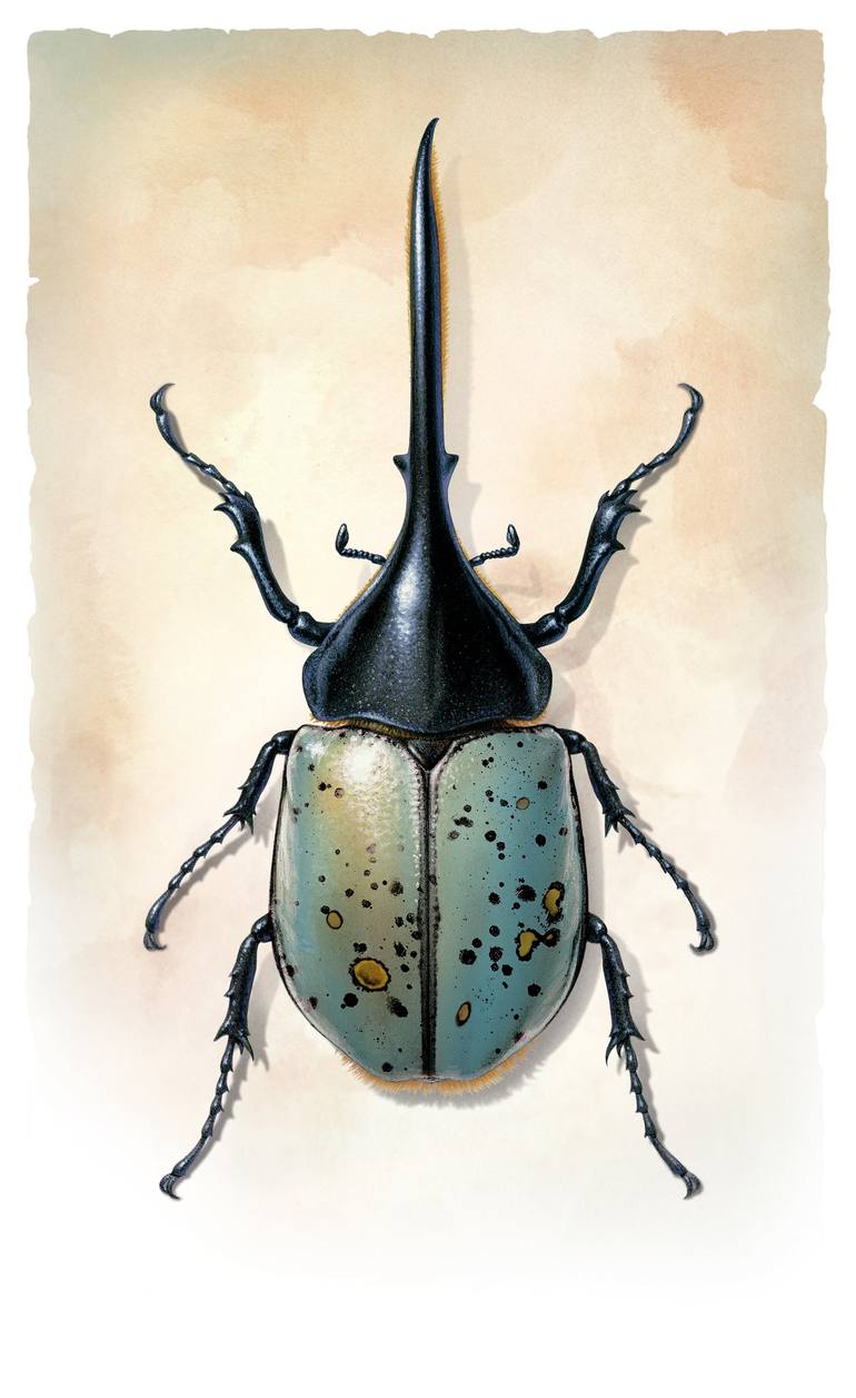 Blue Hercules Beetle, Insect series - Limited Edition of 100 Printmaking by  Cherie Sinnen