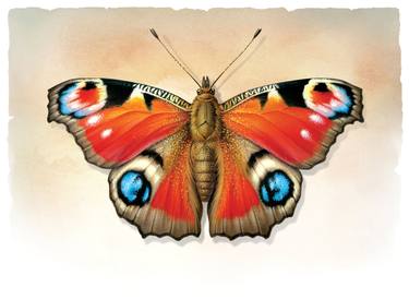 Peacock Butterfly, Insect Series - Limited Edition of 100 thumb