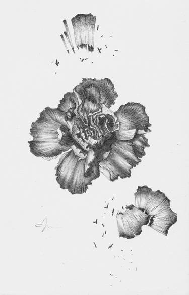 Original Illustration Botanic Drawing by Cid Nguyen