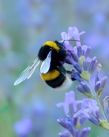 Study of a Bumblebee on Lavender in Provence, France (2011) thumb