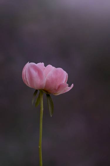 Print of Fine Art Floral Photography by Katie Flenker