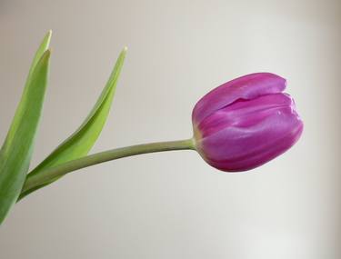 Print of Fine Art Floral Photography by Katie Flenker