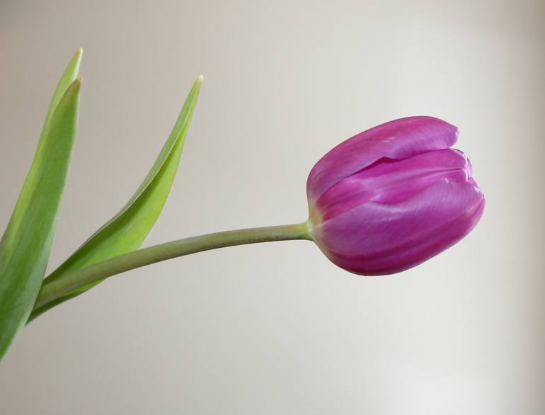 Pretty purple tulip Photography by Katie Flenker