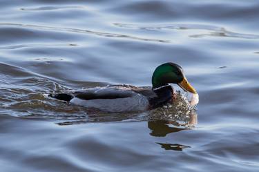 Print of Animal Photography by Katie Flenker