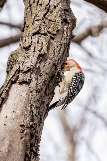 Red bellied woodpecker eating thumb