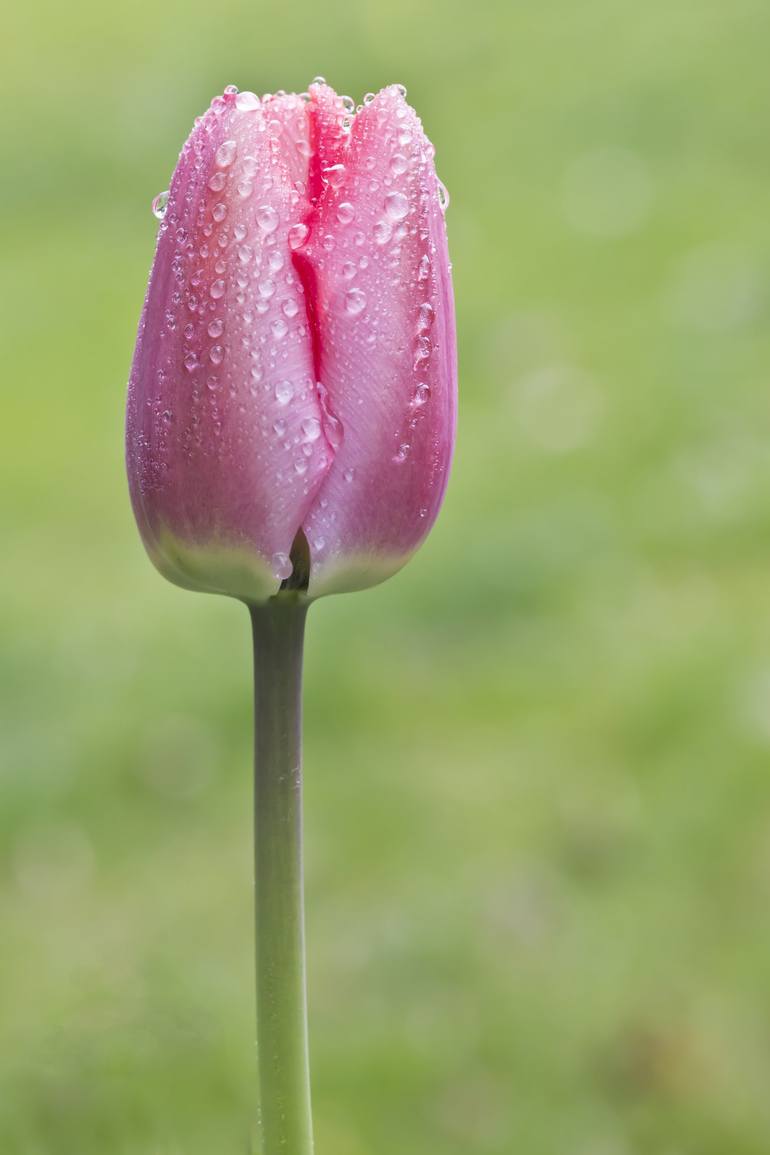 Art Photography Pink Tulips