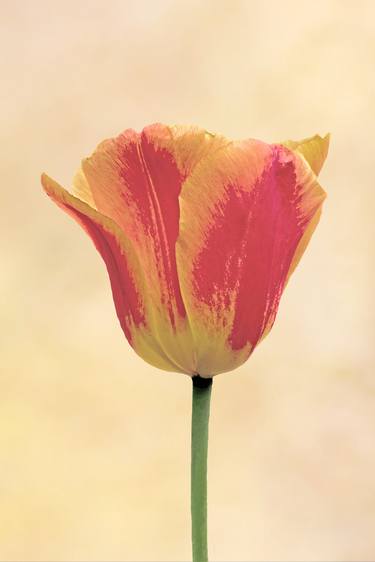 Print of Fine Art Floral Photography by Katie Flenker