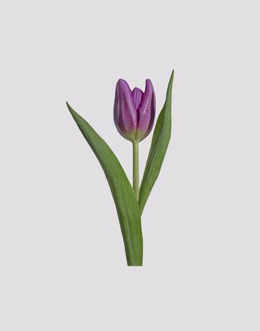 Purple tulip isolated thumb