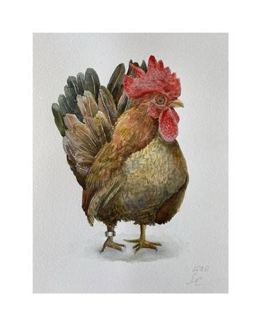 Cock watercolor thumb