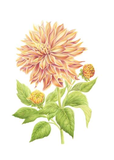 Original Flowers Botanic Painting by Kate Kono