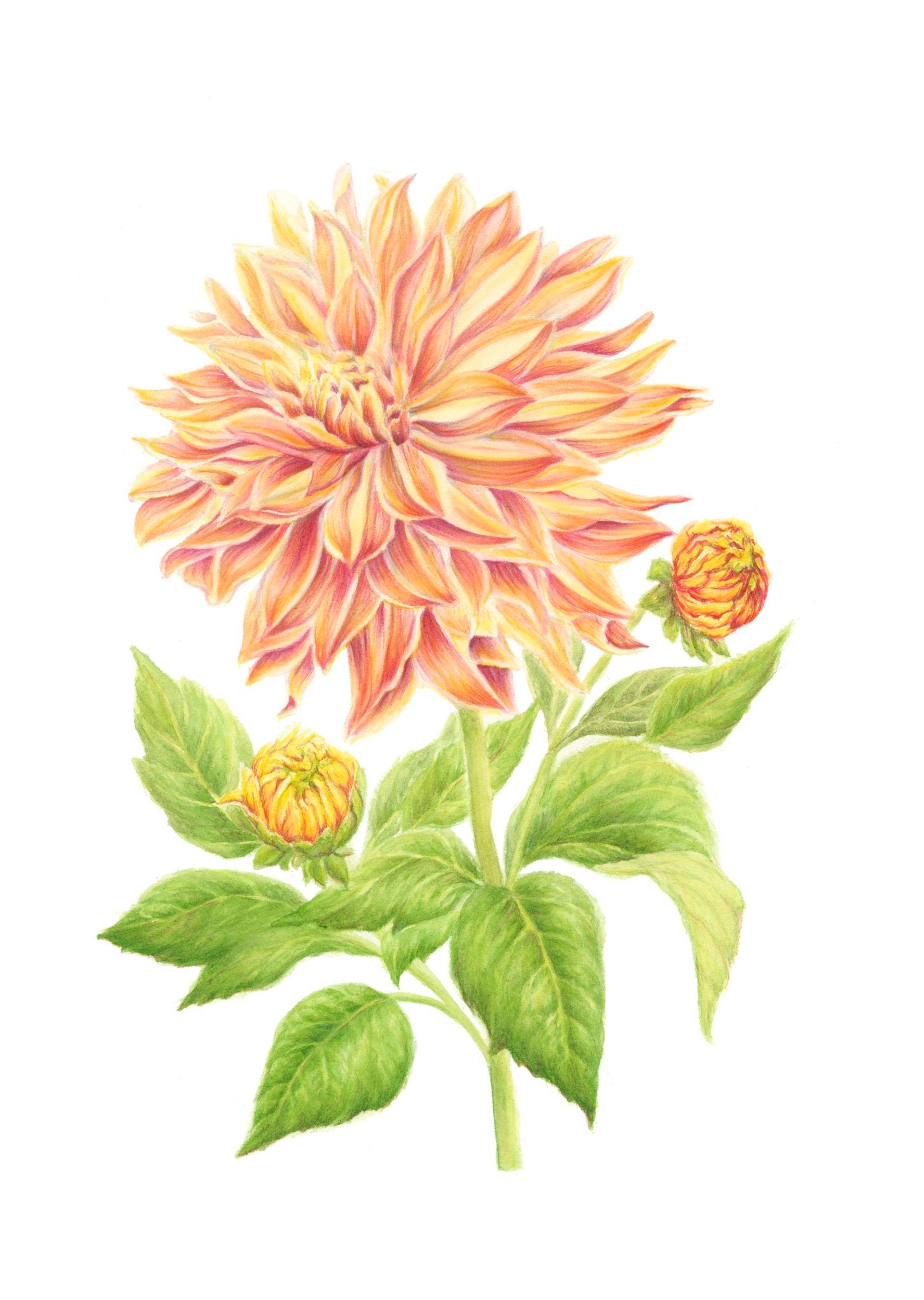 Colourful Dahlia Painting by Kate Kono | Saatchi Art