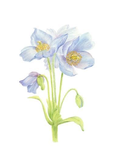 Original Illustration Floral Paintings by Kate Kono