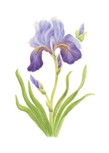 Original Botanical Floral Painting by Kate Kono