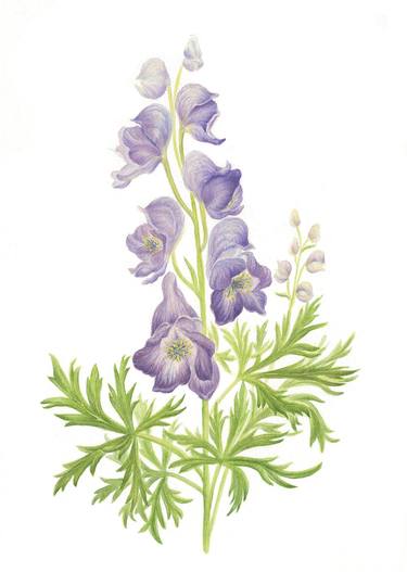 Print of Floral Paintings by Kate Kono