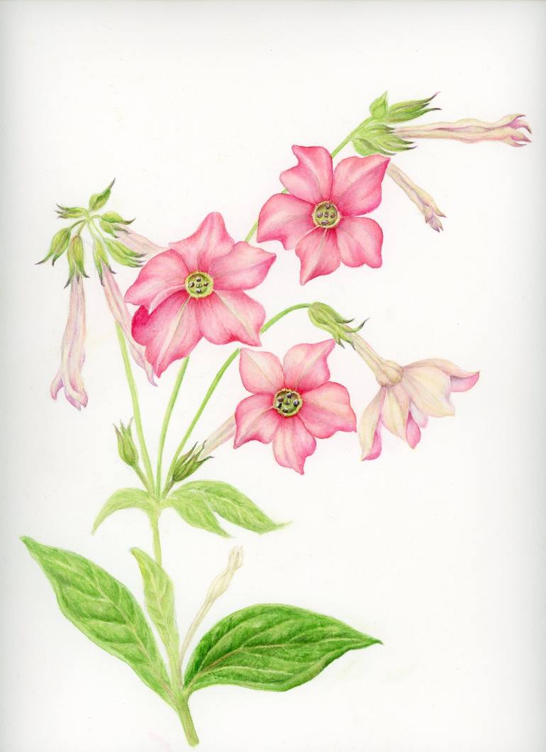tobacco flower drawing Pink Nicotiana Flowers watercolour painting. Tobacco plant Painting by Kate  Kono