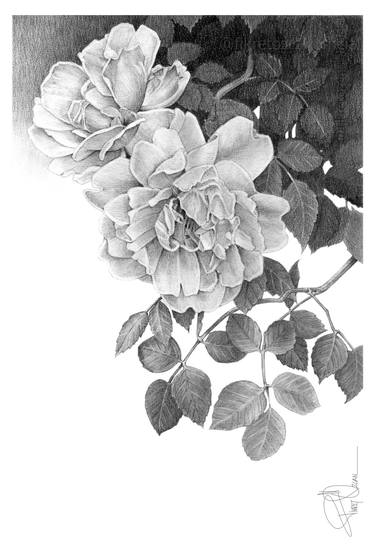 Original Black & White Floral Drawing by Fikret Özcan