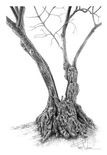 Original Illustration Tree Drawings by Fikret Özcan
