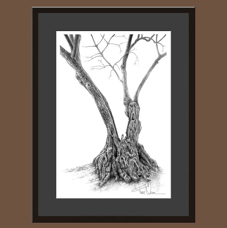 Original Tree Drawing by Fikret Özcan