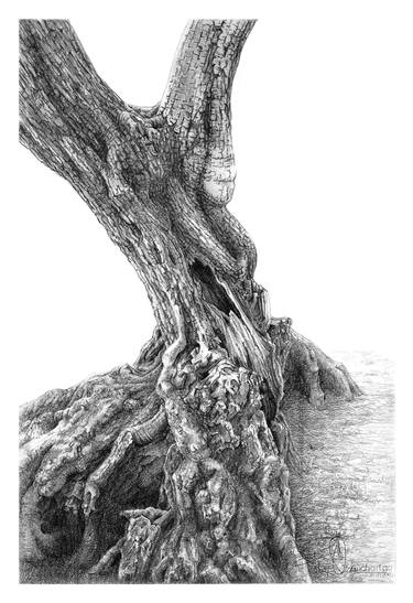 Original Tree Drawings by Fikret Özcan