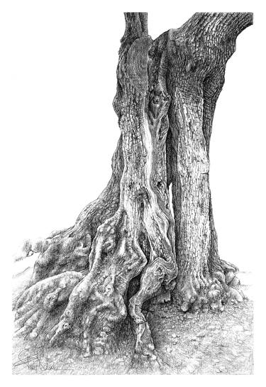 Original Illustration Tree Drawings by Fikret Özcan