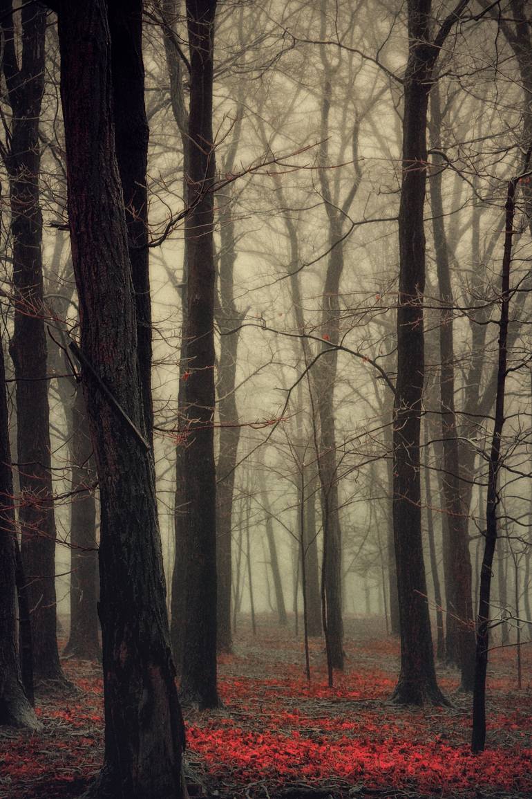 Original Fantasy Photography by Sarah C Perkins | Contemporary Art on Paper | The Way of the Wolf - Limited Edition of 15