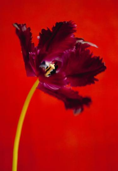 Original Fine Art Botanic Photography by Anthony Amadeo