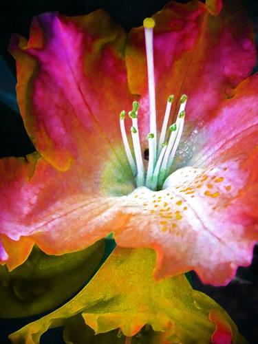 Original Expressionism Floral Photography by Mark Ross
