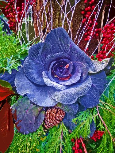Blue Cabbage #2 thumb
