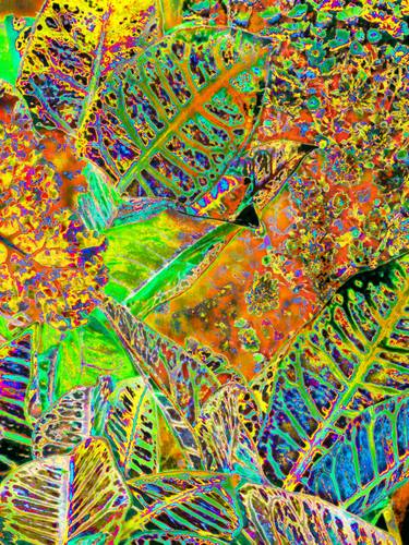 Original Abstract Botanic Digital by Mark Ross