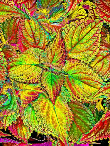 Original Abstract Botanic Mixed Media by Mark Ross