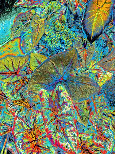 Original Contemporary Botanic Photography by Mark Ross
