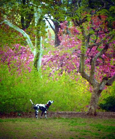 Original Contemporary Animal Photography by Mark Ross
