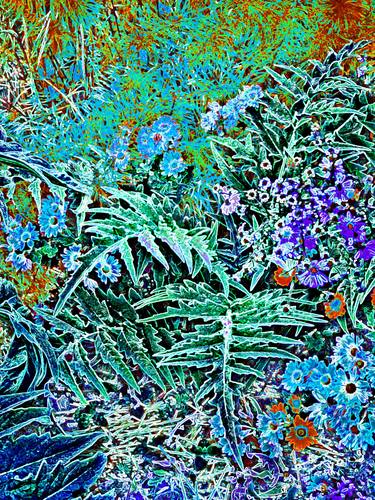 Original Abstract Botanic Photography by Mark Ross