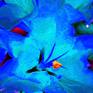 Stargazer Lily In Blue