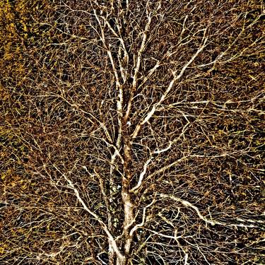 Original Conceptual Tree Mixed Media by Mark Ross