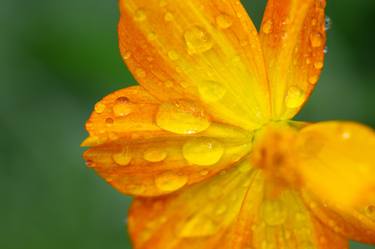 Orange Flower thumb