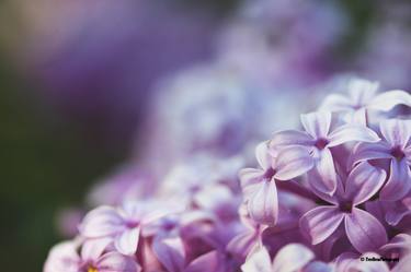 Spring time for lilac thumb