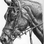stallion by Stewart Campbell