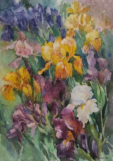 Multicolored irises in the garden thumb