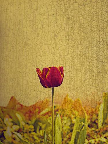 The one tulip. thumb