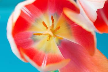 Print of Fine Art Floral Photography by Predrag Ivkovic
