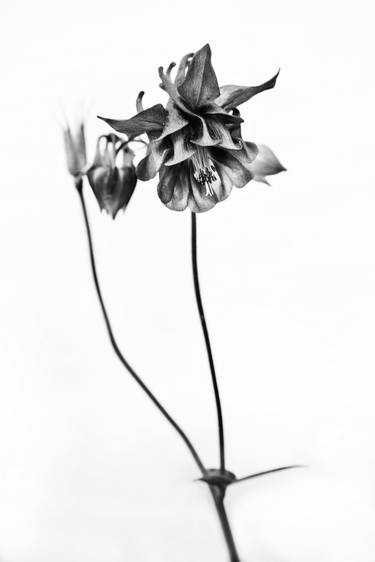 Print of Floral Photography by Predrag Ivkovic
