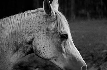 Original Fine Art Horse Photography by Irina Romashevskaya