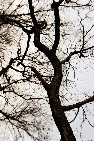 Original Modern Tree Photography by Irina Romashevskaya