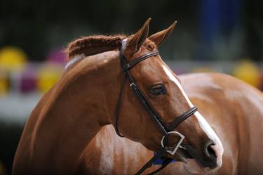 Equine Elegance thumb