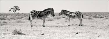 Zebras at Etosha Pan thumb