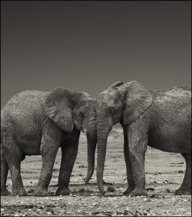 Young Elephants, Etosha Pan thumb