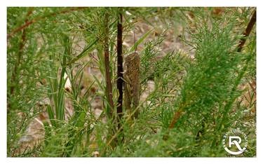 is fennel poisonous to dogs