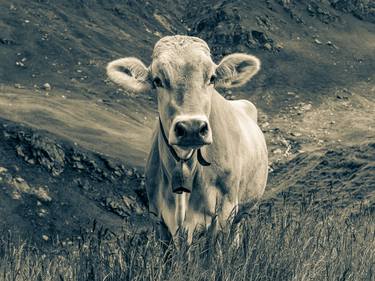 Original Fine Art Cows Photography by Werner Dieterich